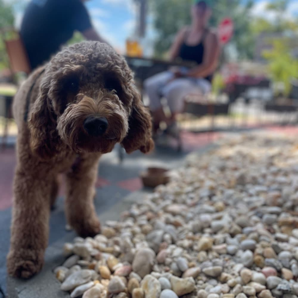 Dog on our dog friendly patio